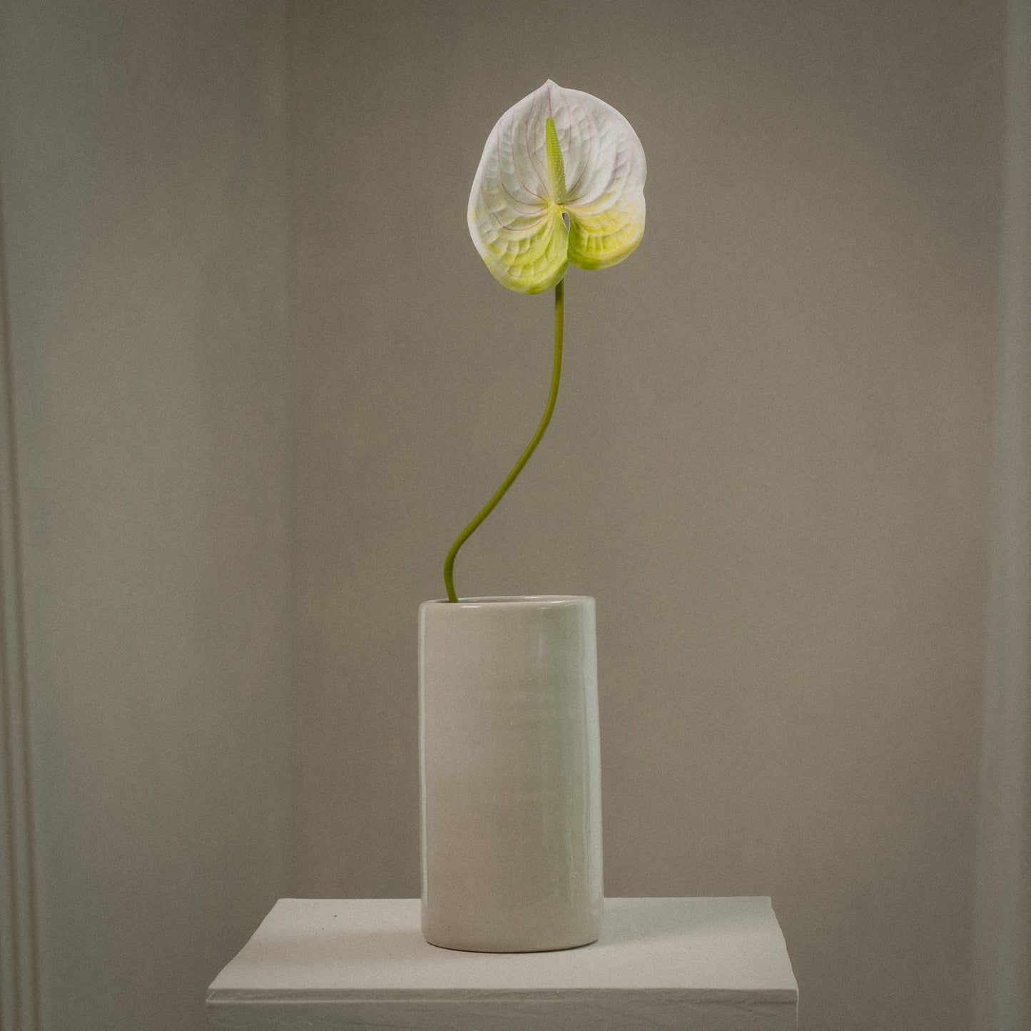 Anthurium tige unique