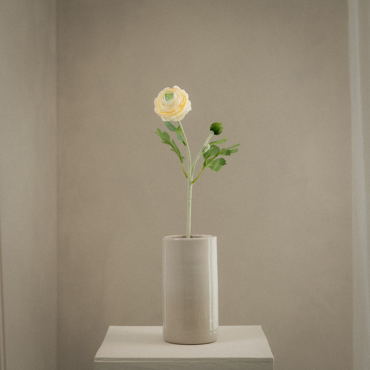 Renoncule asiatique - 1 Fleur & bouton