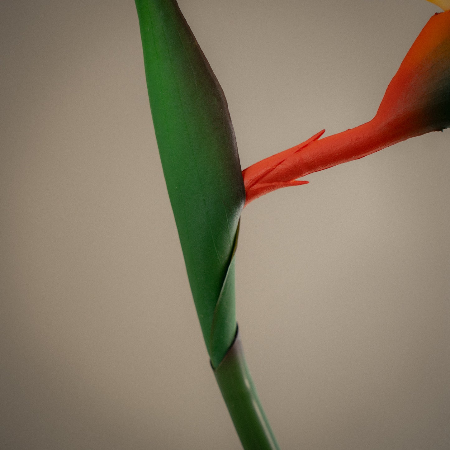 Fleur d'oiseau de paradis - 1pc