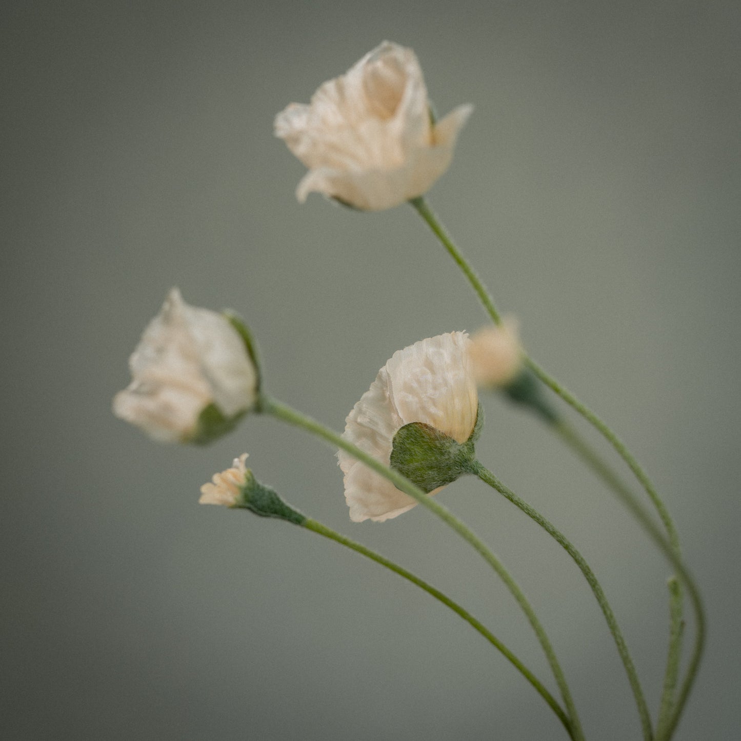 Tige de coquelicots artificiels à 5 fleurs