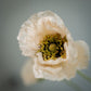 Tige de coquelicots artificiels à 5 fleurs