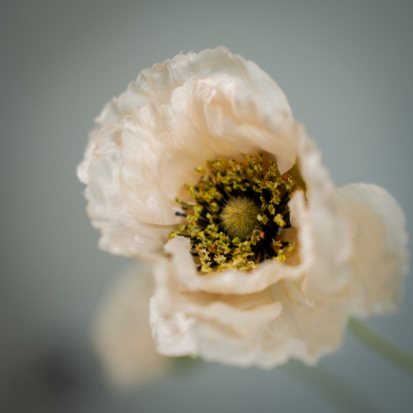 Tige de coquelicots artificiels à 5 fleurs
