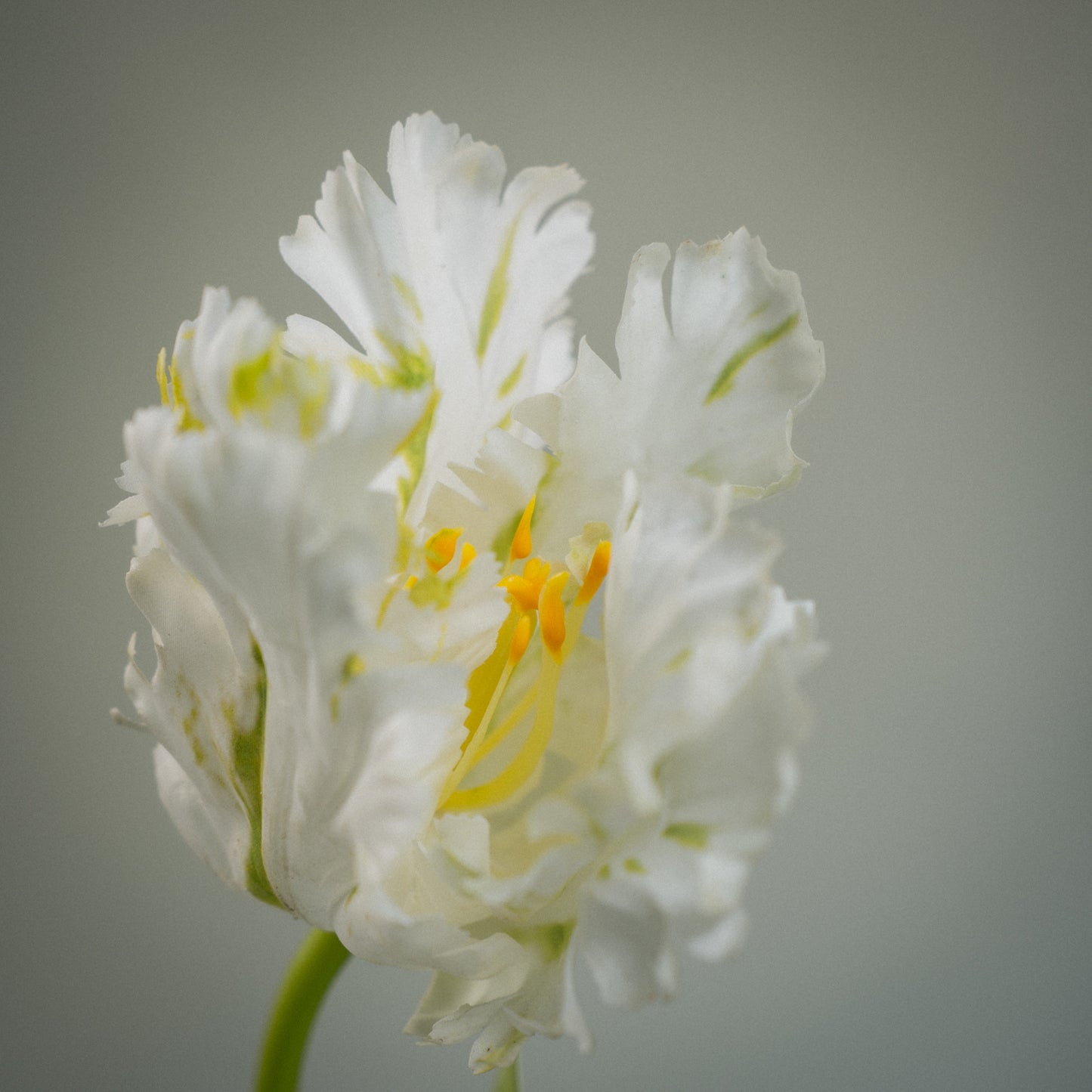 Tulipe perroquet deluxe artificielle - 1pc