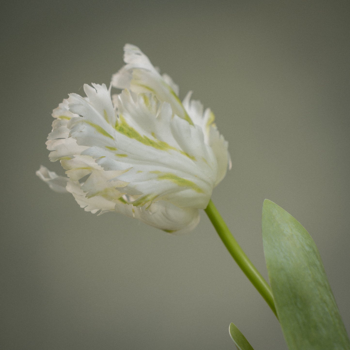 Tulipe perroquet deluxe artificielle - 1pc