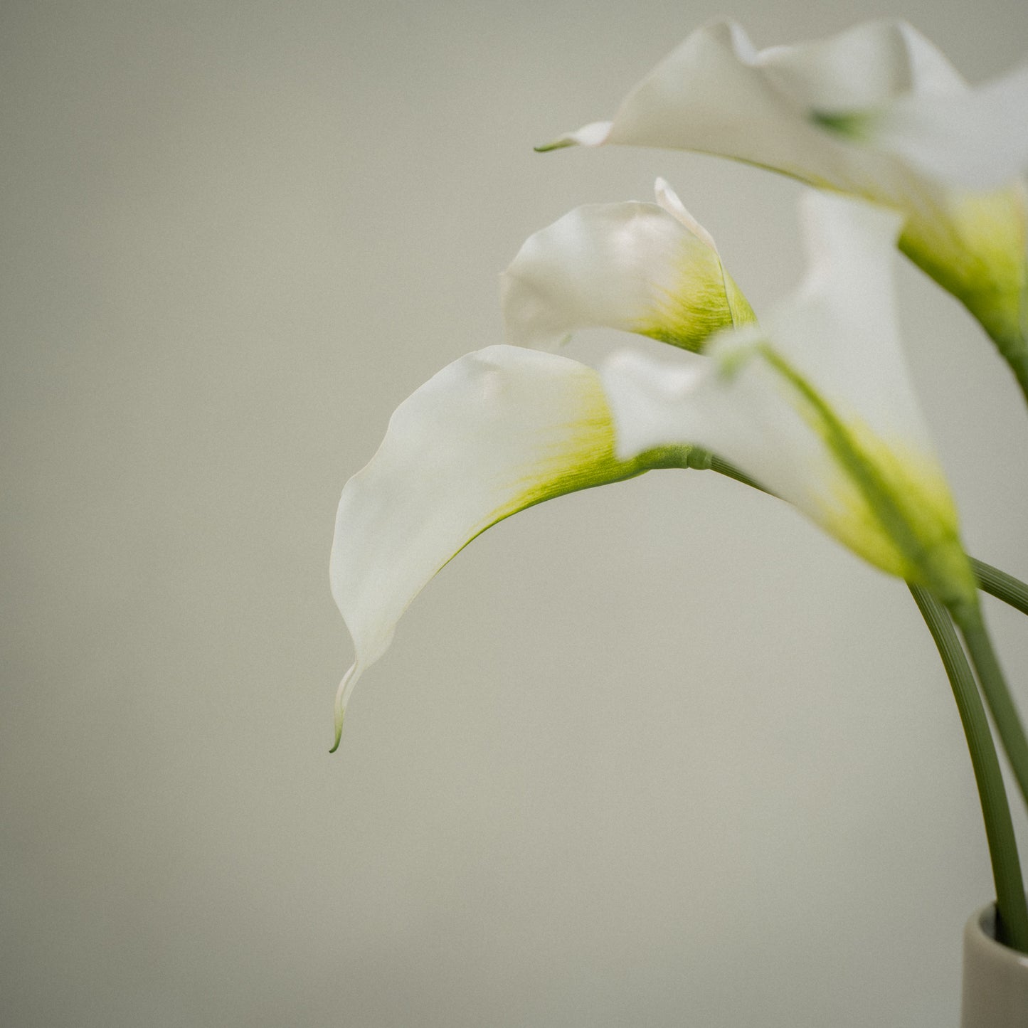 Lot de grandes callas artificielles magnifiques - 5pcs