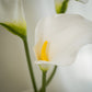 Lot de grandes callas artificielles magnifiques - 5pcs