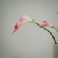 Lot de grandes callas artificielles magnifiques - 5pcs