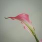 Lot de grandes callas artificielles magnifiques - 5pcs