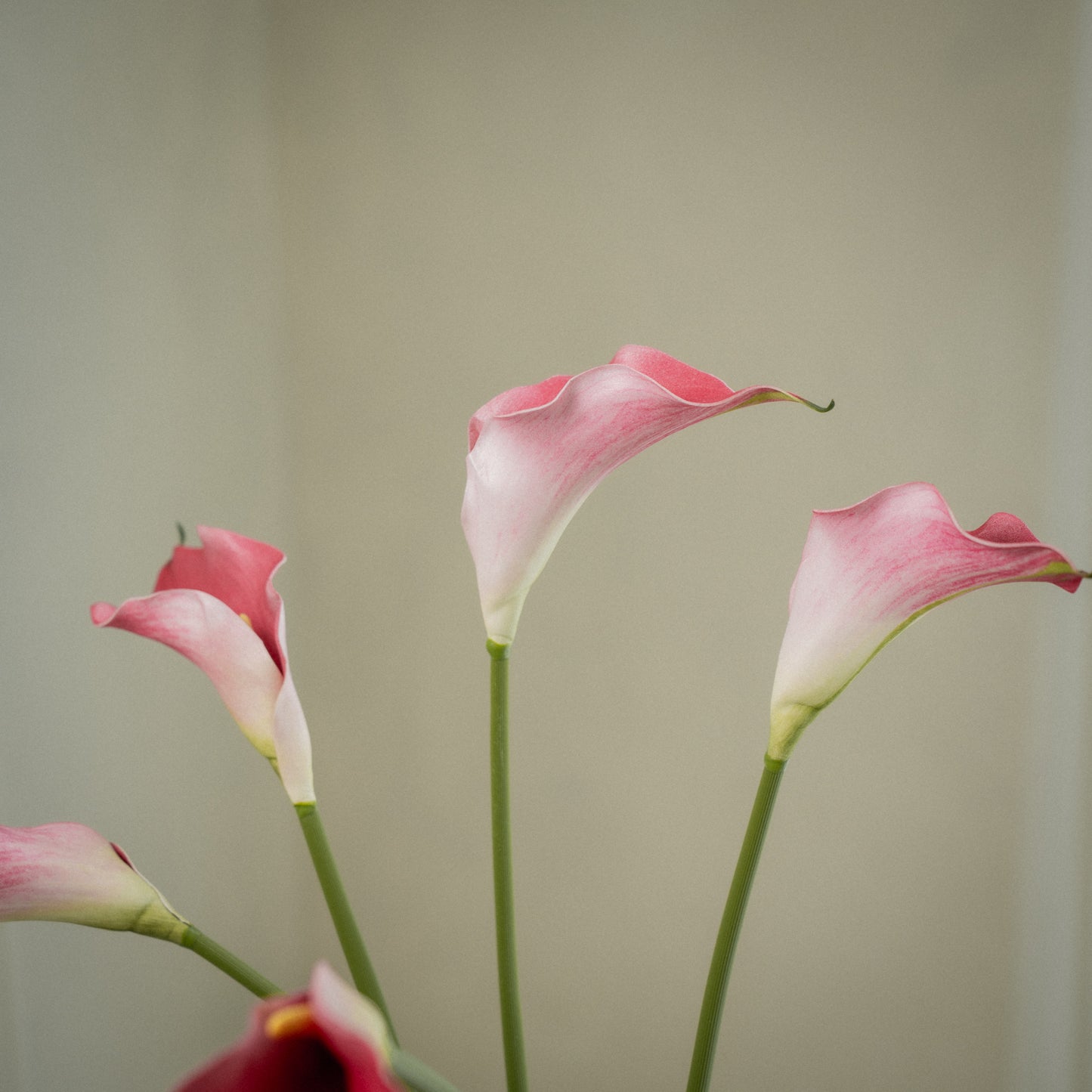 Lot de grandes callas artificielles magnifiques - 5pcs