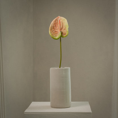 Anthurium tige unique