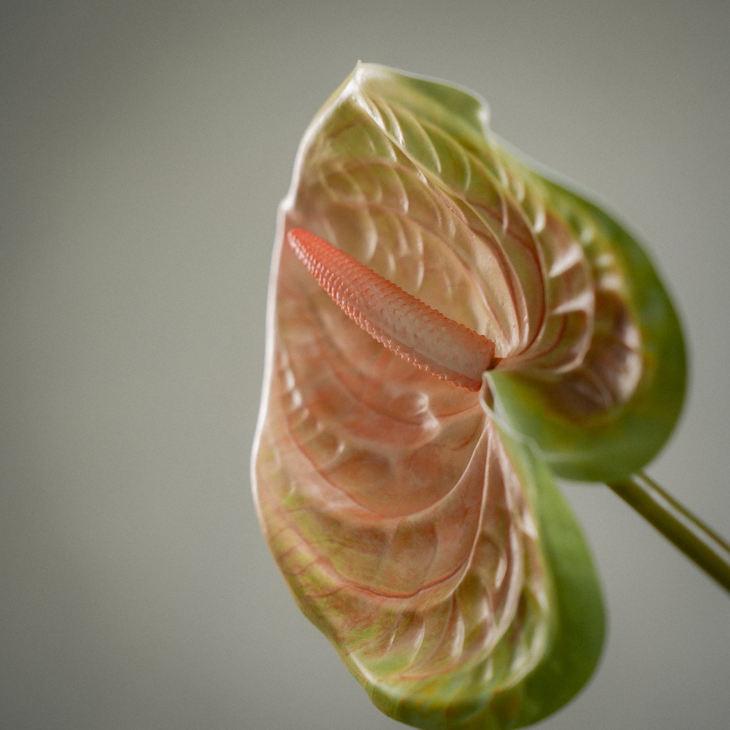 Grande Anthurium artificiel tige unique