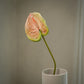 Grande Anthurium artificiel tige unique