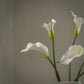 Lot de grandes callas artificielles magnifiques - 5pcs
