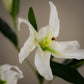 Tige de lys - 4 fleurs