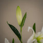 Tige de lys - 4 fleurs