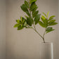 Grande branche de ruscus artificiel - 1pc