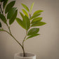 Grande branche de ruscus artificiel - 1pc