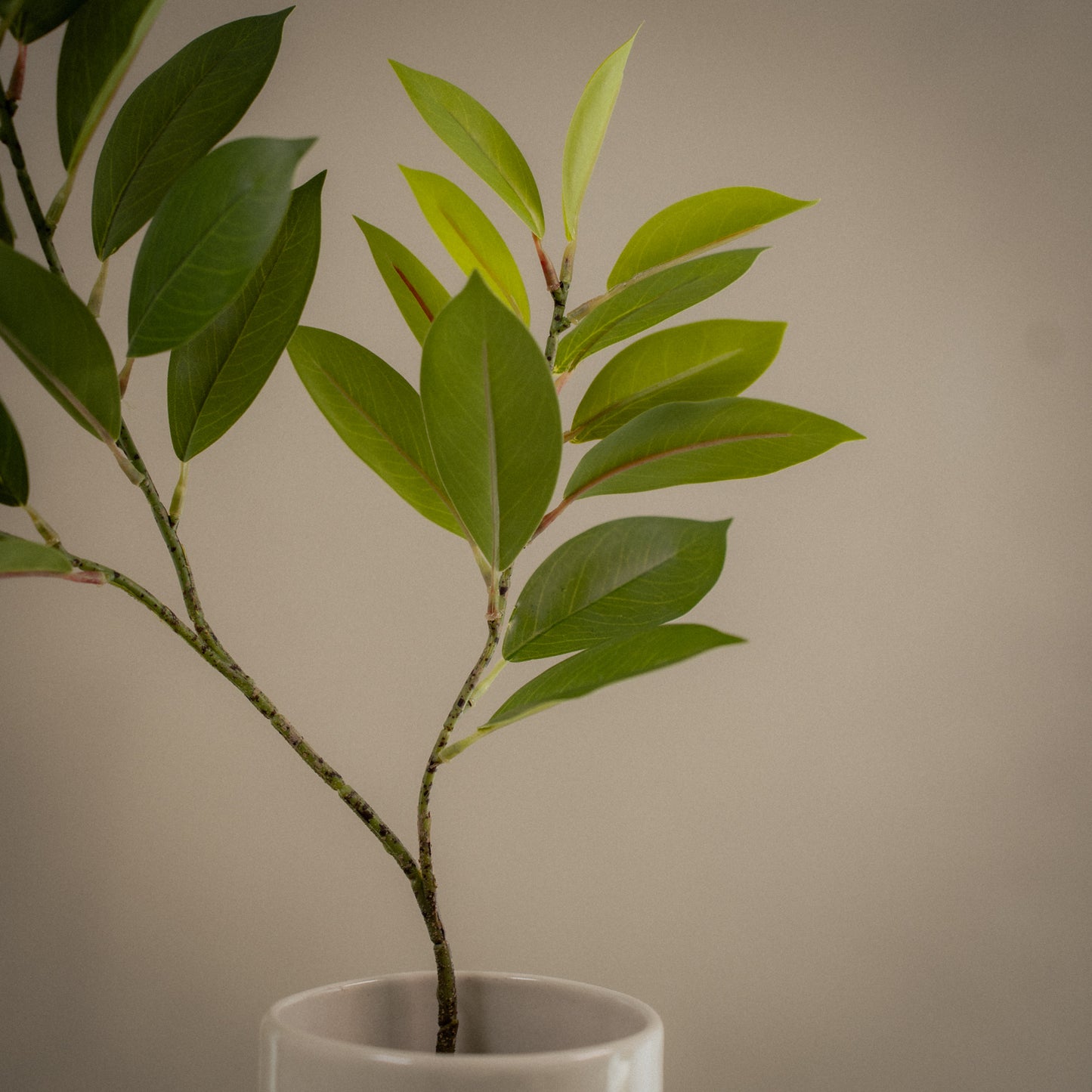 Grande branche de ruscus artificiel - 1pc