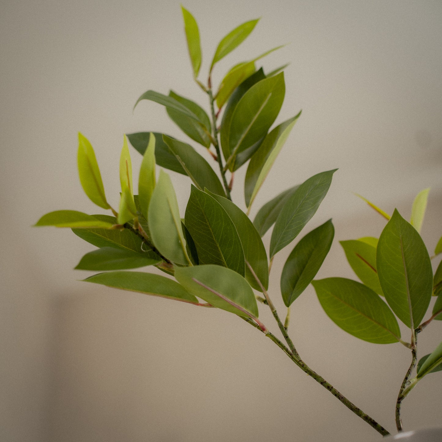 Grande branche de ruscus artificiel - 1pc